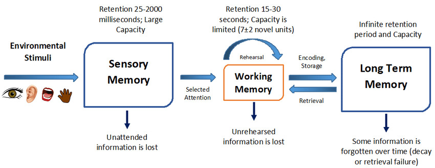 Atkinson-Shiffrin-3-stage-model-of-human-memory